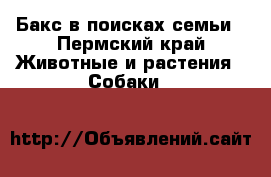 Бакс в поисках семьи - Пермский край Животные и растения » Собаки   